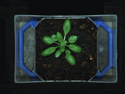 rgb arabidopsis correction gif